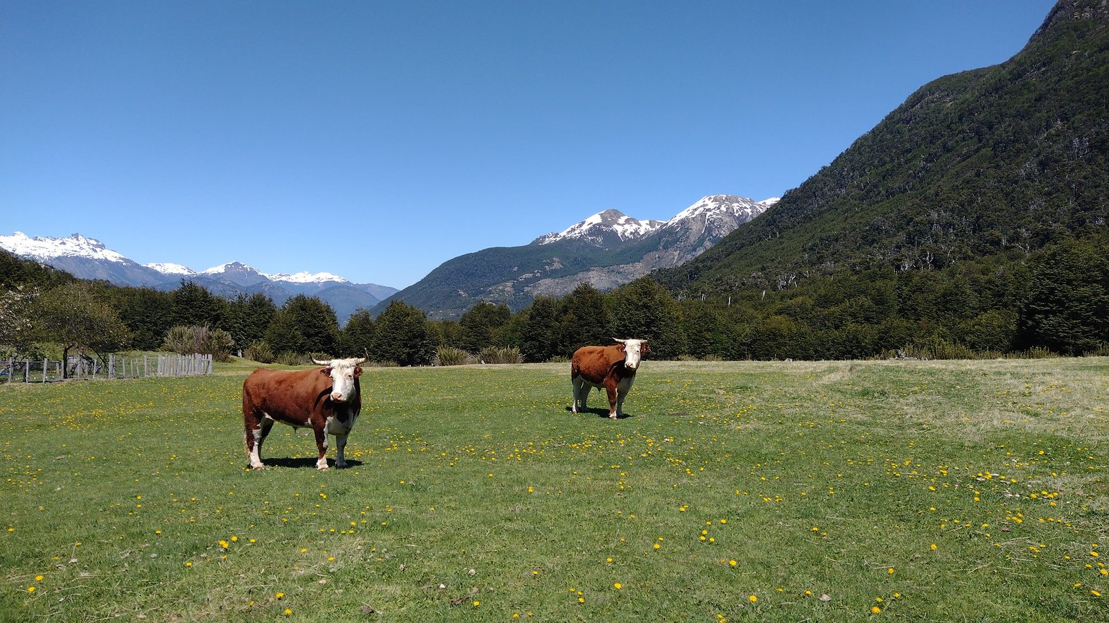 Campo de 201 ha en El Huemul